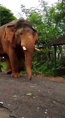 খাবারের সন্ধানে লোকালয়ে প্রবেশ দাঁতাল, ছড়ালো আতঙ্ক