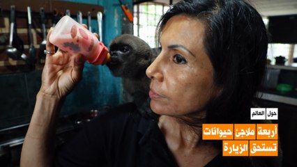 أربعة ملاجئ حيوانات تستحق الزيارة