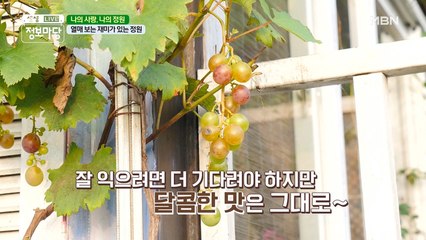 열매 보는 재미가 있는 정원