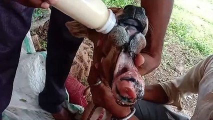 कर्री में दो मुंहे बछड़े का जन्म लोगों के लिए बना आकर्षण का केंद्र