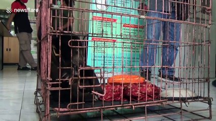 Sun bear cub with crippled leg rescued after getting lost in jungles of Indonesia