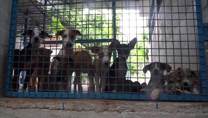 شعور الوحدة المرافق للحجر يدفع مزيدا من الهنود إلى تبني كلاب