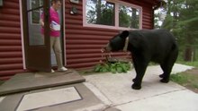 BBC Natural World – A Bear with a Bounty HD
