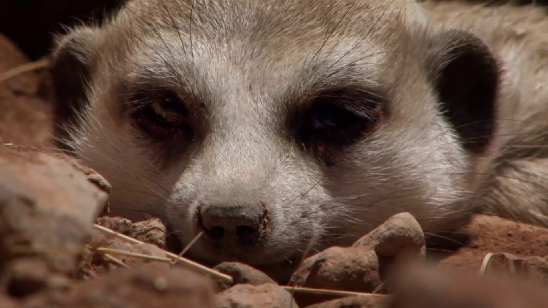 Meet the Meerkats (2020) Special Documentary HD