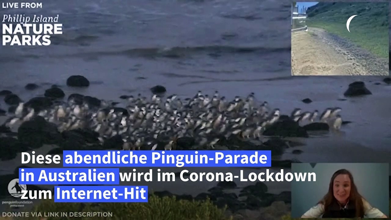 Allabendliche pinguin-parade in australien als internet-hit