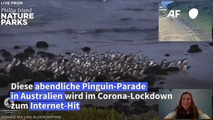 Allabendliche Pinguin-Parade in Australien als Internet-Hit