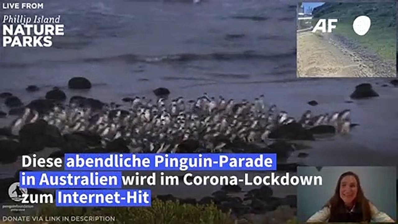 Allabendliche Pinguin-Parade in Australien als Internet-Hit
