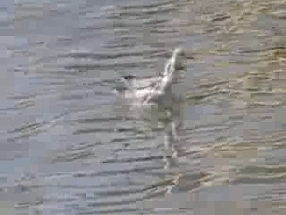mouette