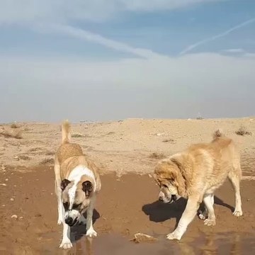 DEV iRAN COBAN KOPEKLERi - GiANT PERSiAN SHEPHERD DOG