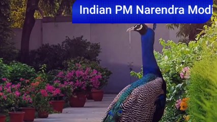 下载视频: PM Narendra Modi massage to humanity how to treat animal and birds. #narendramodi #YOGI #ANIMALS