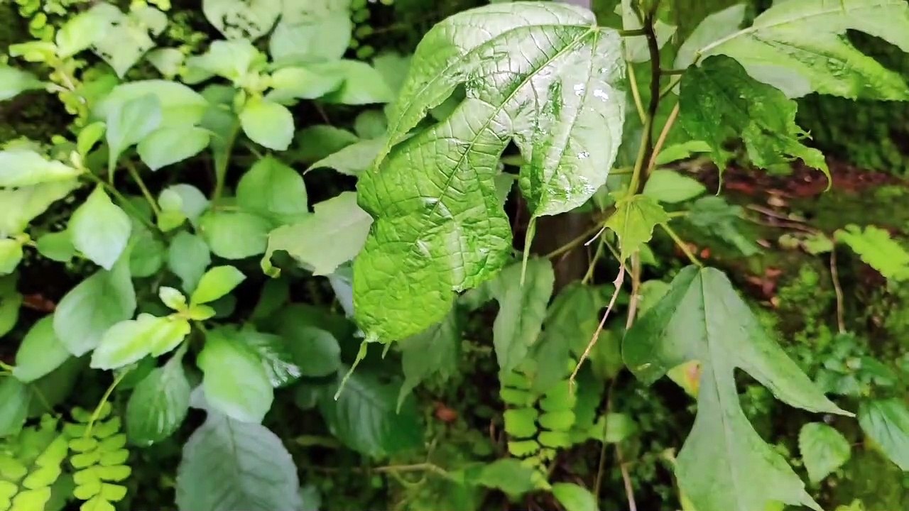a big butterfly flew from a leaf