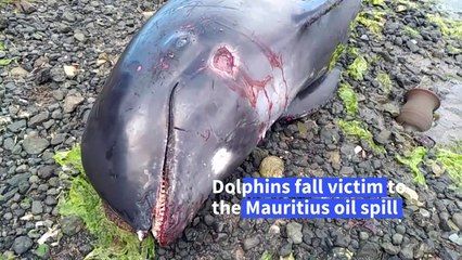 Dead dolphins wash up near Mauritius oil spill shipwreck site