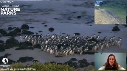 Live Aussie penguin parade proves big lockdown hit