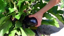 Melanzane alla Caprese   La Cucina della Laura