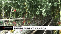 World's biggest rooftop greenhouse opens in Montreal