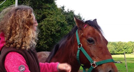 Un nouveau cheval mutilé en Trégor