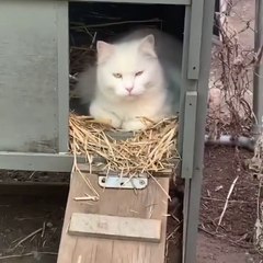 Quand tu es obligé d'expliquer à ton chat qu'il n'est pas une poule