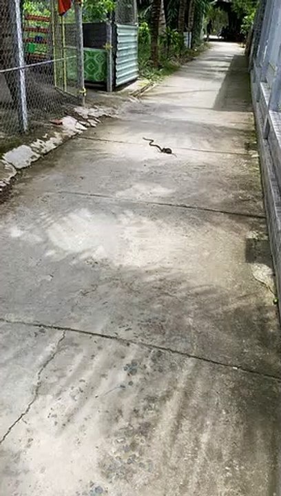 Une souris prête à tout pour défendre ses petits d'un serpent