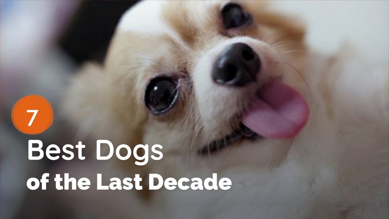 Only The Best Dogs