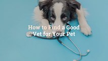 How to Find a Good Vet for Your Pet