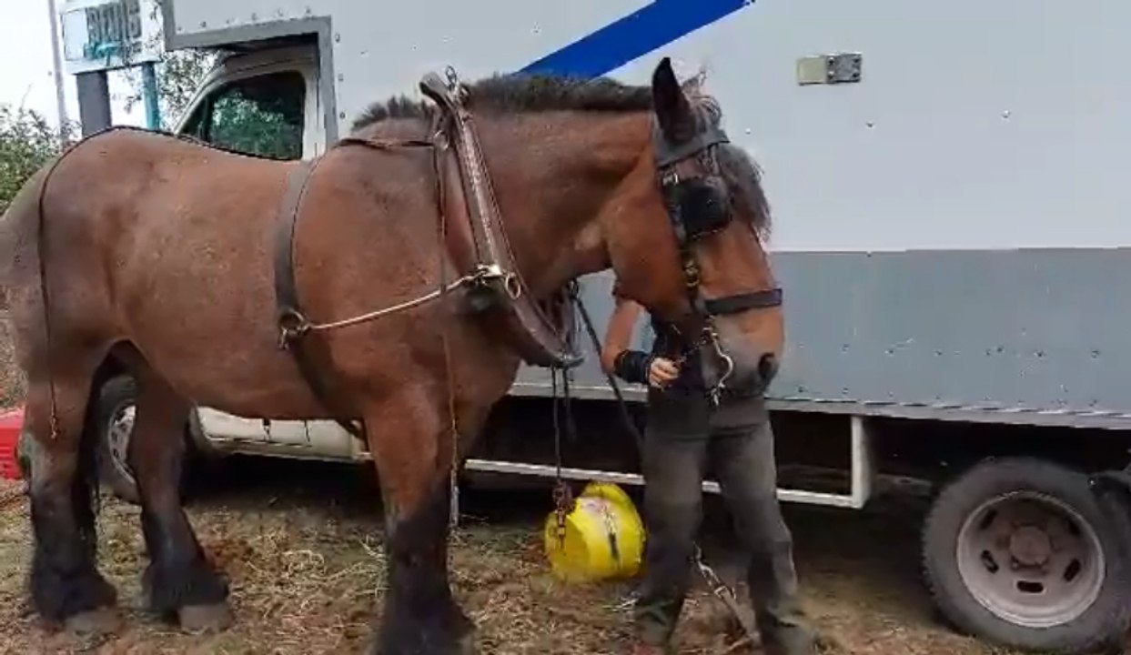 Débardage avec deux chevaux de trait à Tournai
