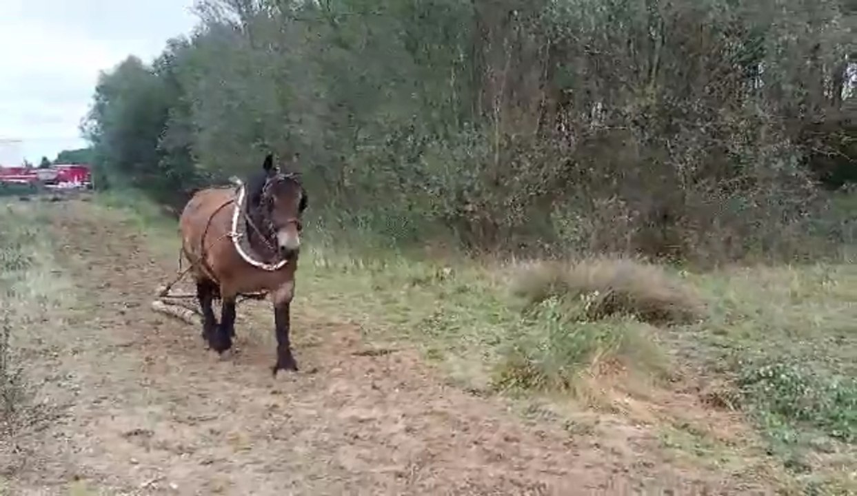 Débardage avec les chevaux de trait à Tournai