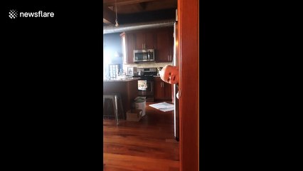 'Peek-A-Boo' Baby in Illinois pokes out from the side of wall with the help of his dad