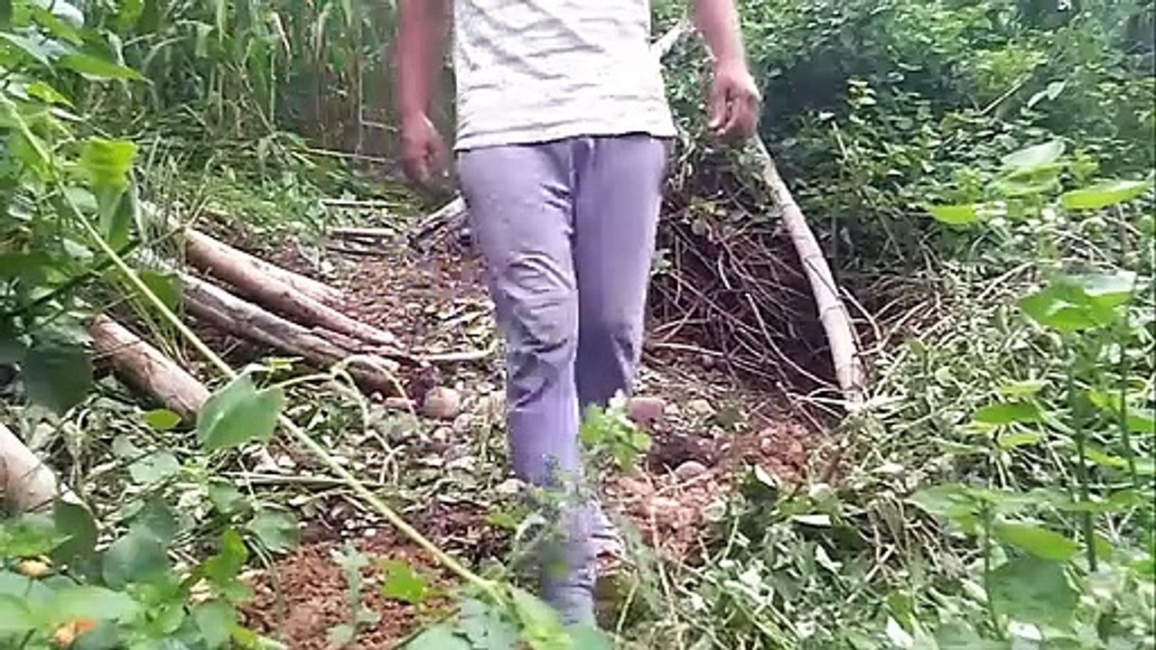 himachal pradesh wild life