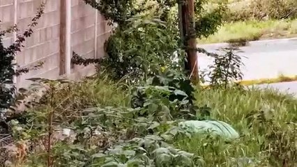 Balacera en la Buenos Aires de Culiacán deja dos muertos