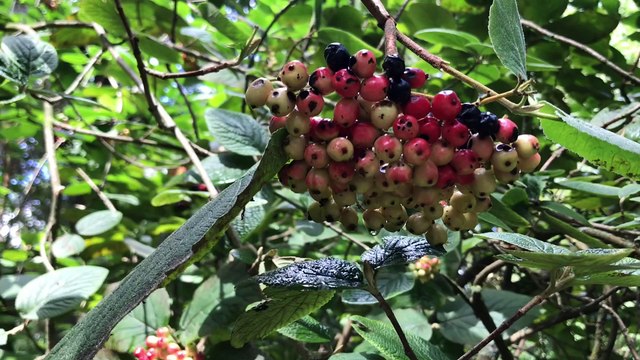 Parc du Moulin à Tan, Sens , France