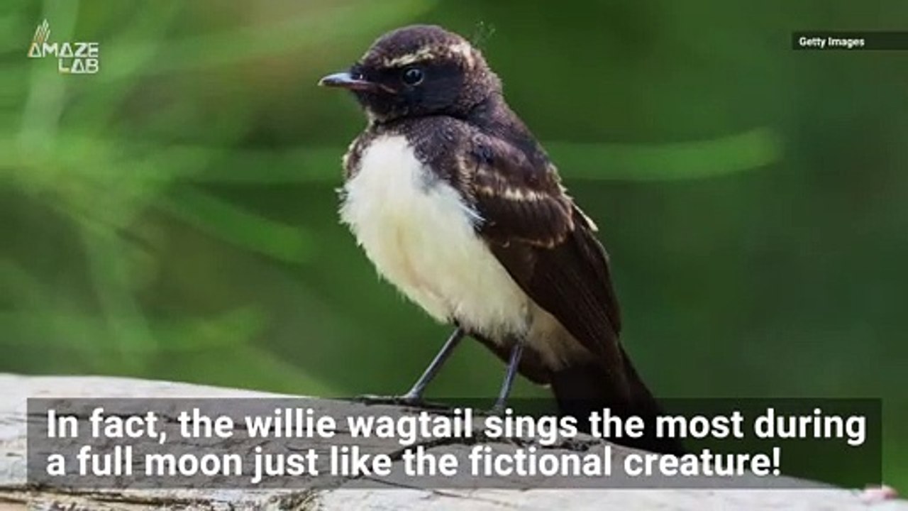 This Australian Bird Howls at the Full Moon Just Like Werewolves