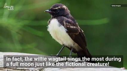This Australian Bird Howls at the Full Moon Just Like Werewolves
