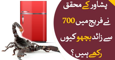 Peshawar: Researcher puts 700 scorpions in a fridge