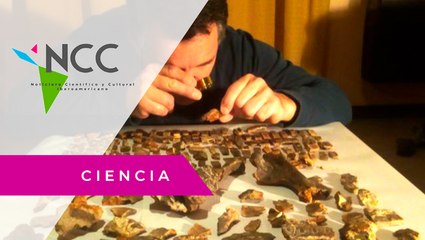 El fó­sil de un ar­ma­di­llo cuen­ta par­te de la His­to­ria de Ar­gen­ti­na