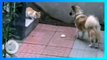 Anjing baik beri makanan ke kucing liar - TomoNews