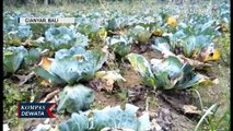 Miris! Tidak Laku DIjual, Ratusan Hektar Sayuran Busuk, Petani Rugi Puluhan Juta Rupiah