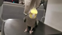 Cockatiel Parrot Sings Melodiously