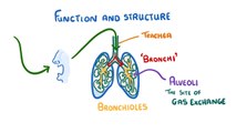 Biology - Gas Exchange and Lungs #16