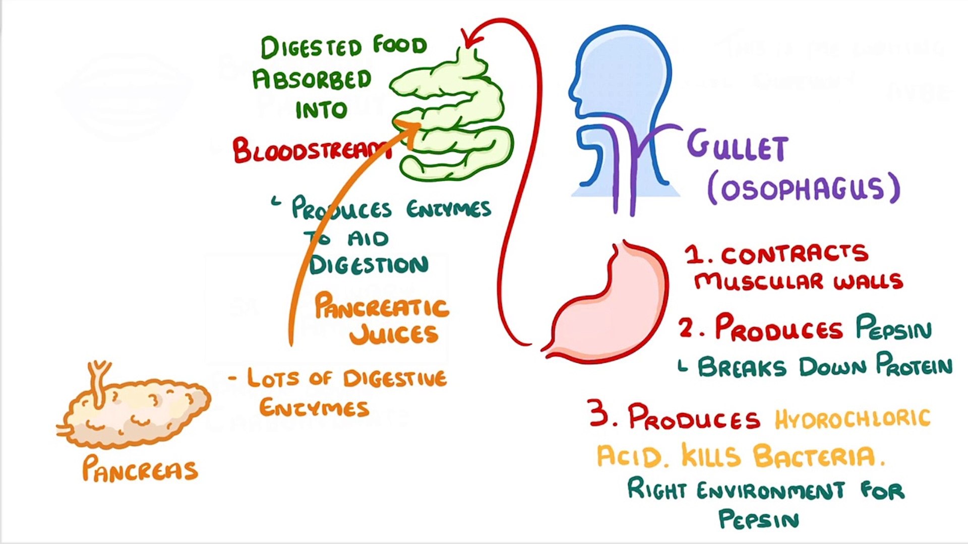 ⁣Biology - Human Digestive System