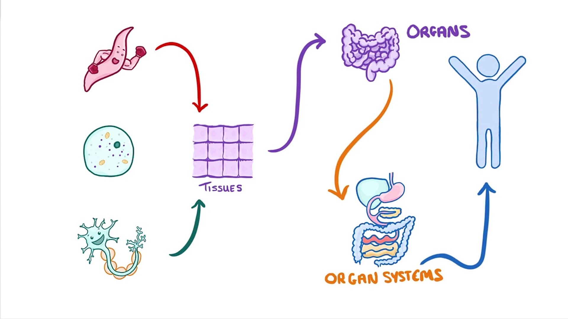Biology - Cell Organisation