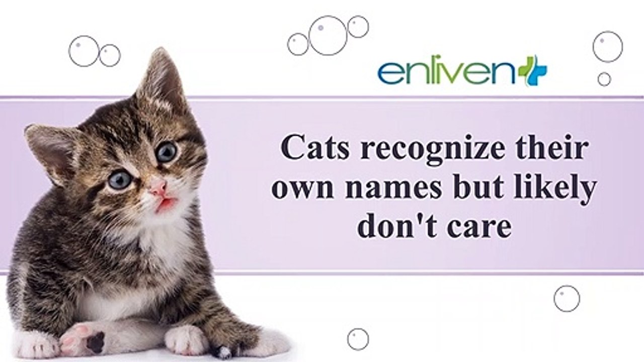 Cats recognize their own names but likely don't care.