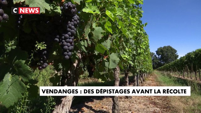 Vendanges : des dépistages avant la récolte