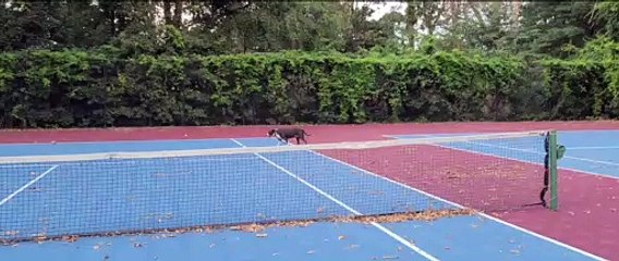Really Bruno?   Can you walk a little slower?  Can you tell he wants to stay longer?