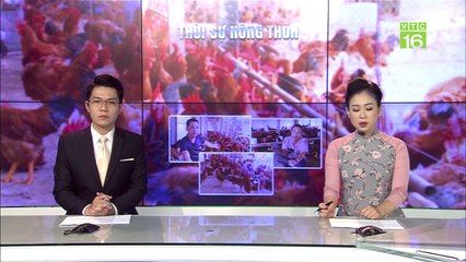 Kêu gọi "giải cứu" gà giúp nông dân | VTC16