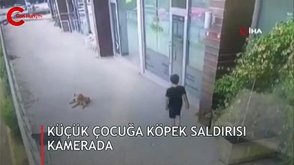İstanbul’da küçük çocuğa köpek saldırısı kamerada