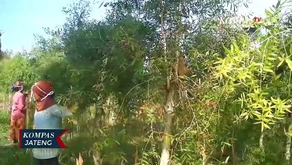 Pandemi, Perhutani Ajak Warga memanen Daun Kayu Putih
