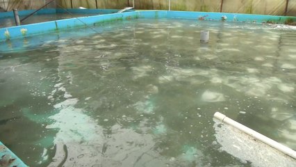 초속 44m 강풍에 정전으로 양식장 물고기 집단 폐사 / YTN