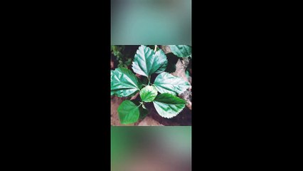 Beautiful Flowers and Plants
