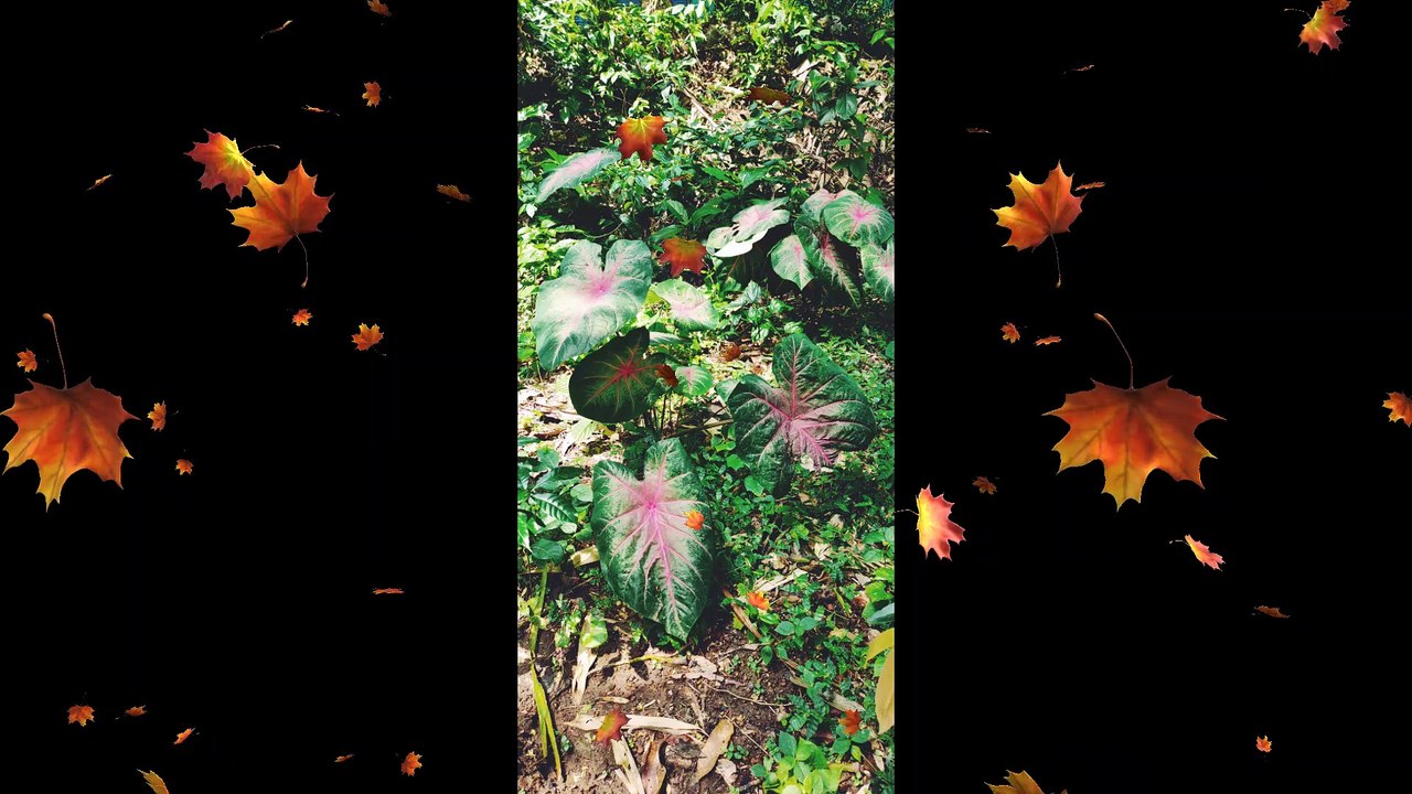 Beautiful Nature