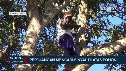 Perjuangan Mencari Sinyal di Atas Pohon